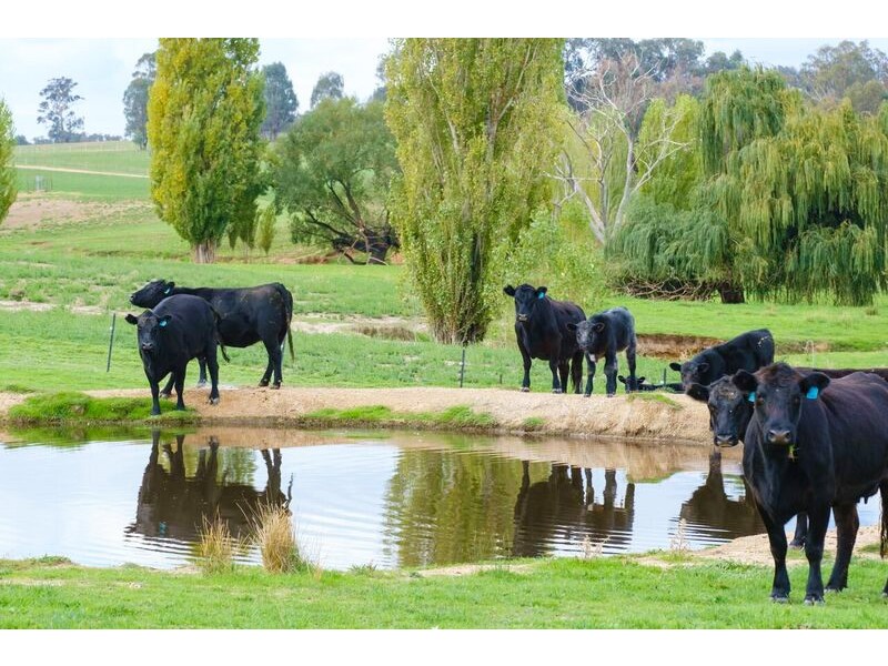 Aberfeldy Hume Highway, Holbrook NSW 2644