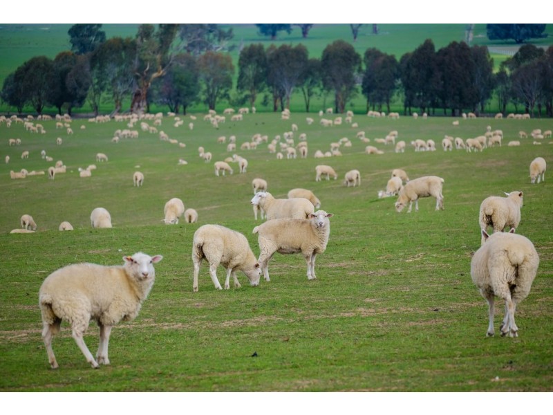 Aberfeldy Hume Highway, Holbrook NSW 2644