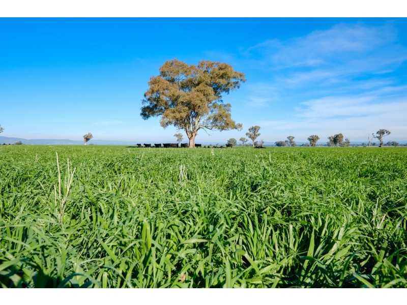 ‘Stonehaven’ 269 Stonehaven Road, Holbrook NSW 2644