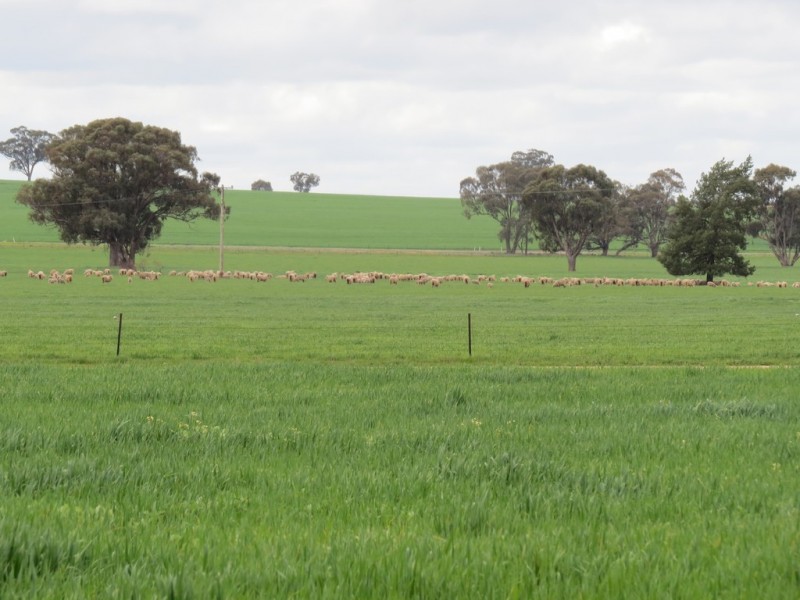 123 YARRAWONGA ROAD, Berrigan NSW 2712