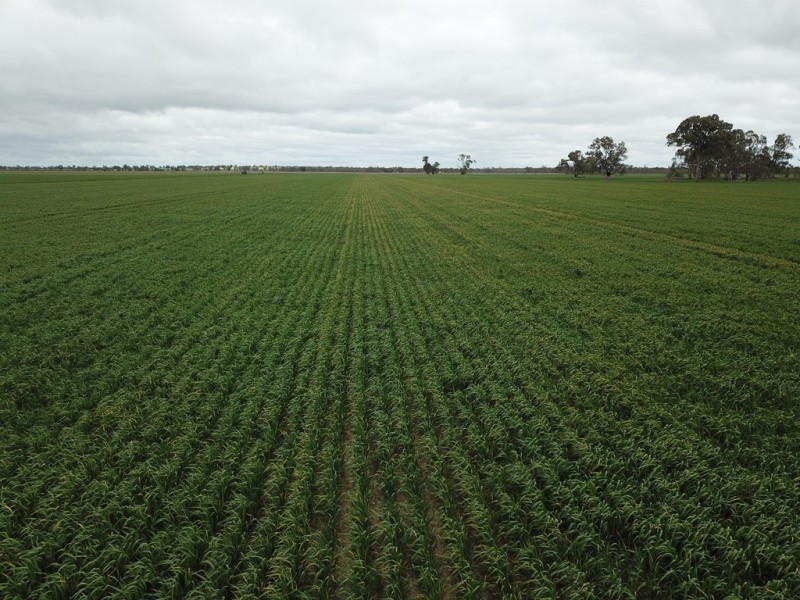 123 YARRAWONGA ROAD, Berrigan NSW 2712