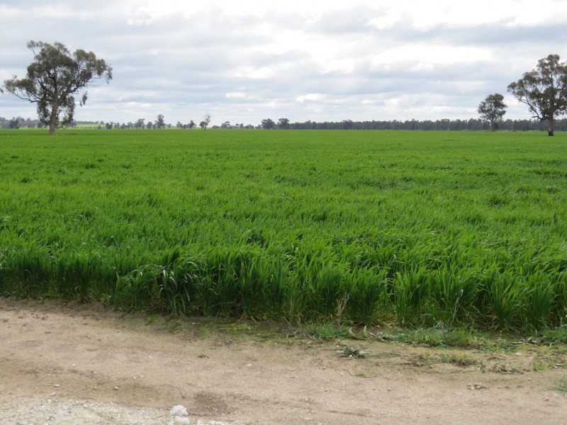 123 YARRAWONGA ROAD, Berrigan NSW 2712