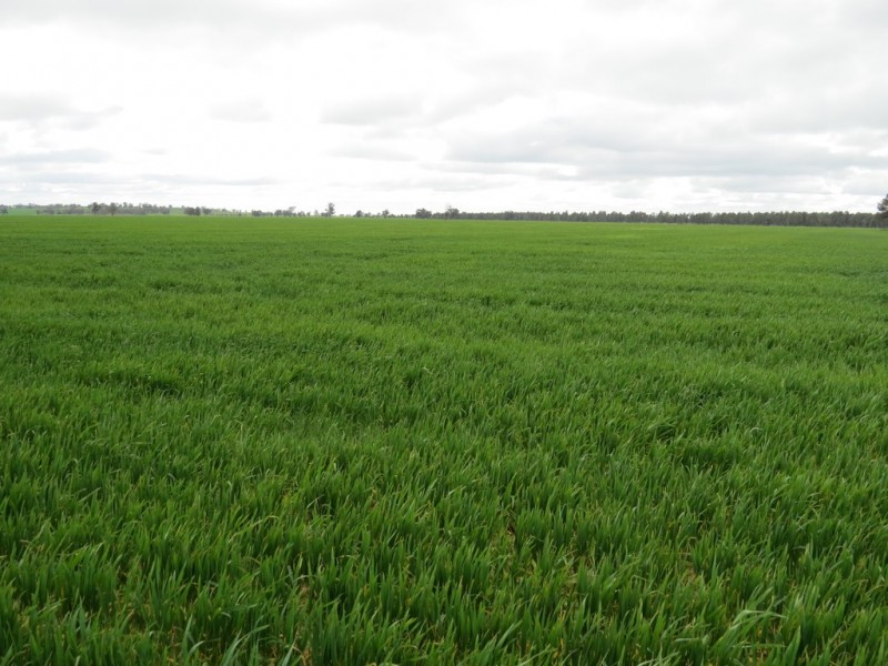 123 YARRAWONGA ROAD, Berrigan NSW 2712