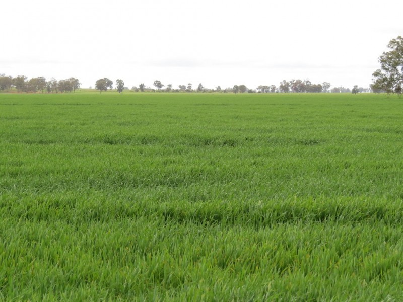 123 YARRAWONGA ROAD, Berrigan NSW 2712