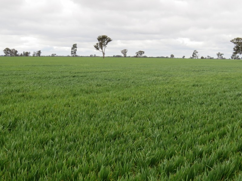 123 YARRAWONGA ROAD, Berrigan NSW 2712