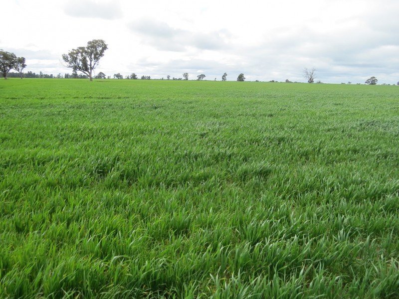 123 YARRAWONGA ROAD, Berrigan NSW 2712