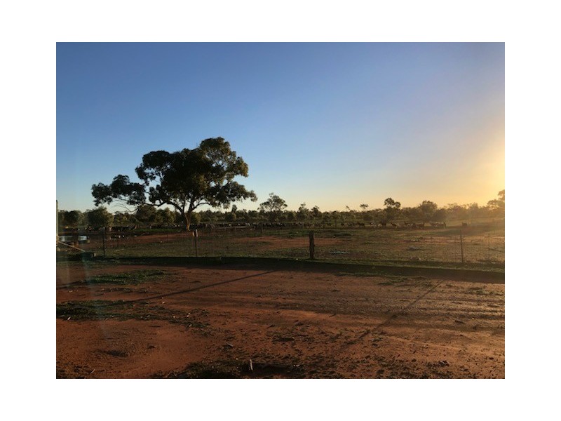 - KOONABURRA STATION, Ivanhoe NSW 2878