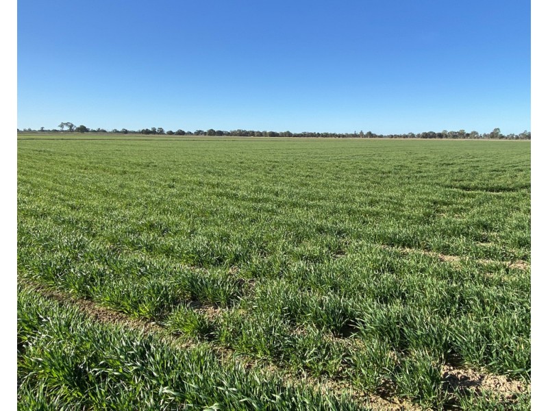 113 Tocumwal Road, Deniliquin NSW 2710