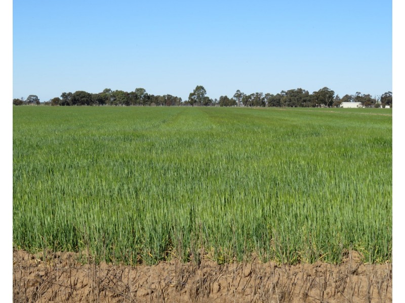 113 Tocumwal Road, Deniliquin NSW 2710