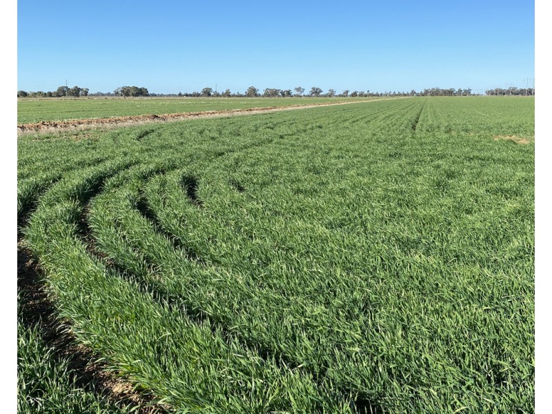 113 Tocumwal Road, Deniliquin NSW 2710