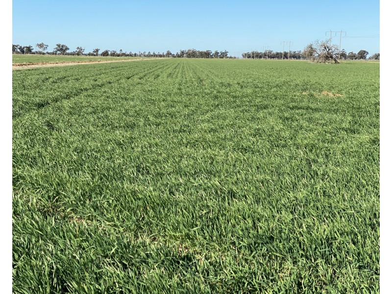 113 Tocumwal Road, Deniliquin NSW 2710