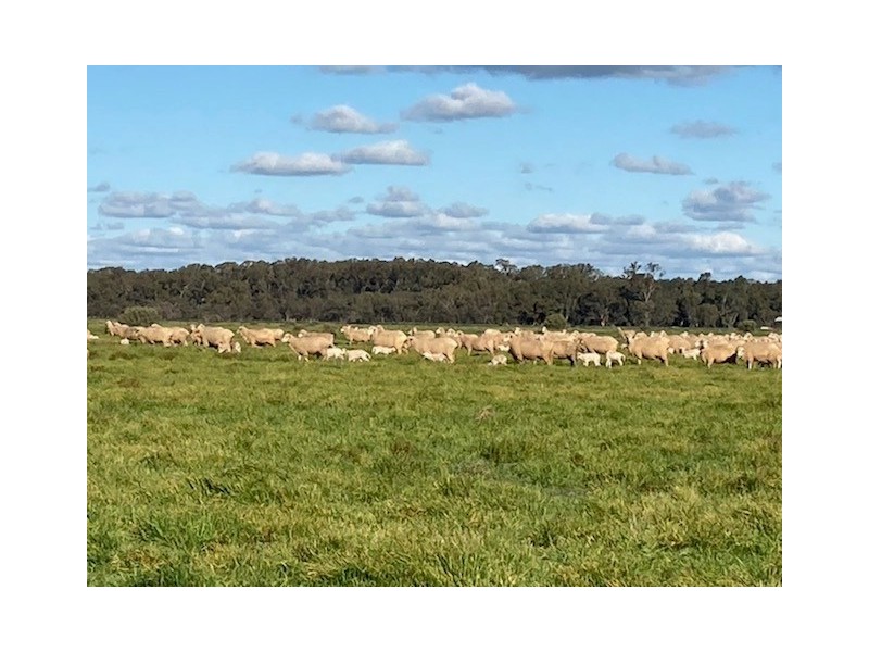 1125 Murrumbidgee River Road, Hay NSW 2711