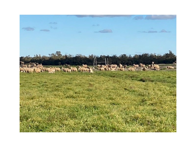 1125 Murrumbidgee River Road, Hay NSW 2711