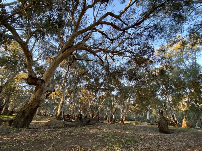 1125 Murrumbidgee River Road, Hay NSW 2711