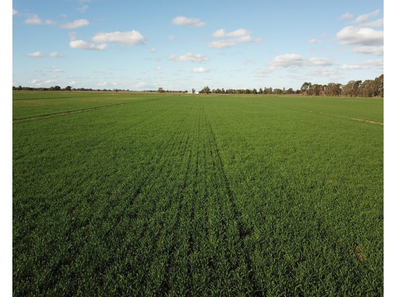 60 Mills Road, Deniliquin NSW 2710