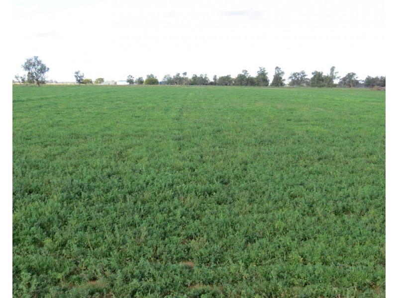 60 Mills Road, Deniliquin NSW 2710