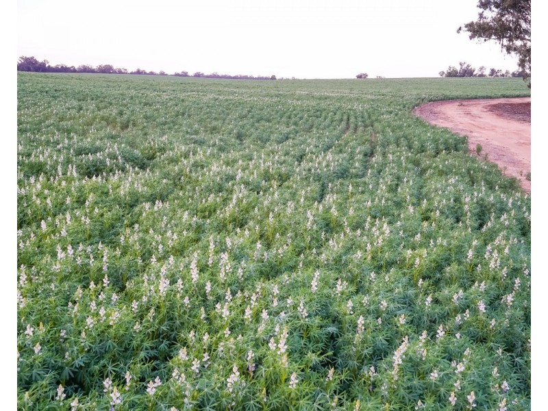 12678 RIVERINA HIGHWAY, Berrigan NSW 2712