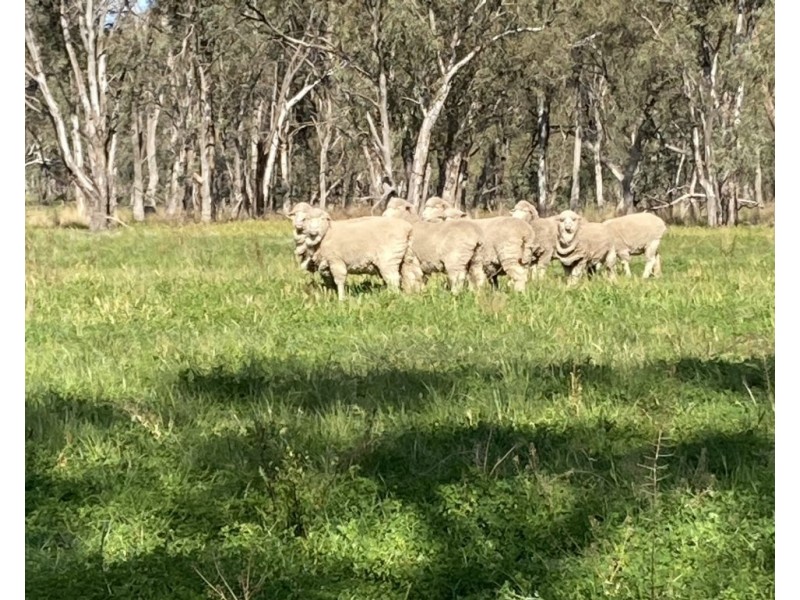 99 Mollys Lagoon Road, Narrandera NSW 2700