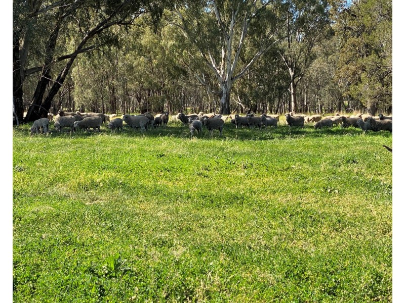 99 Mollys Lagoon Road, Narrandera NSW 2700