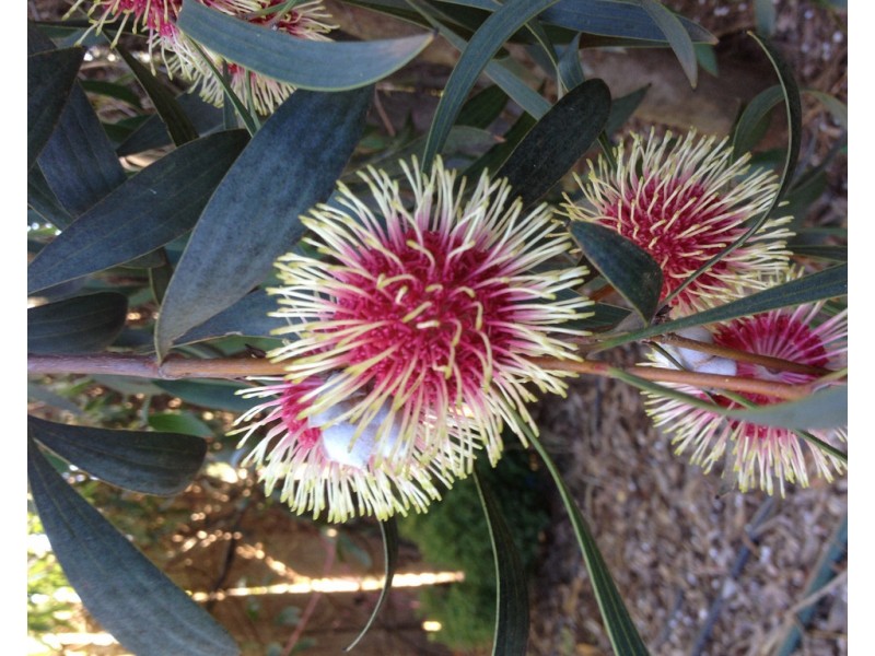 99 Mollys Lagoon Road, Narrandera NSW 2700