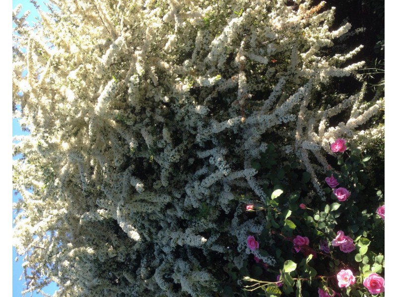 99 Mollys Lagoon Road, Narrandera NSW 2700