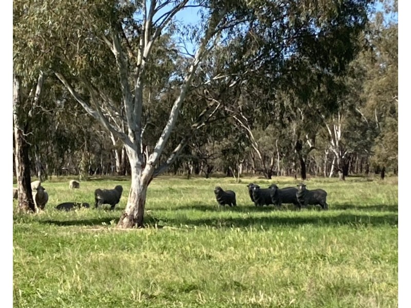 99 Mollys Lagoon Road, Narrandera NSW 2700