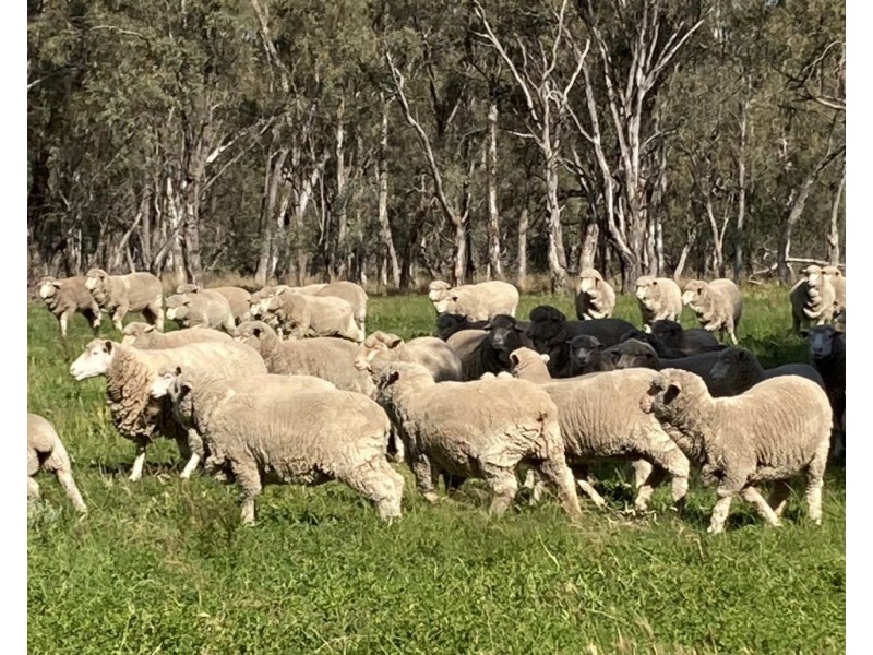 99 Mollys Lagoon Road, Narrandera NSW 2700