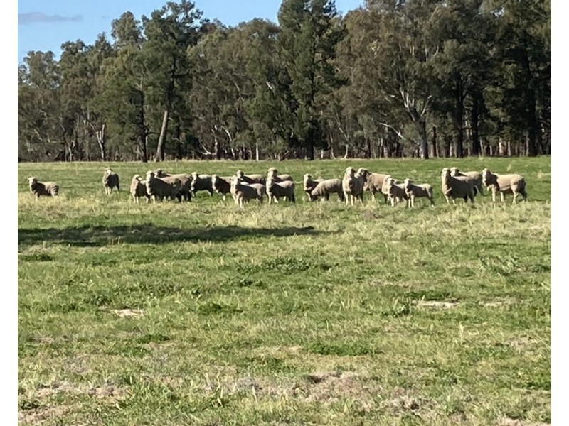 99 Mollys Lagoon Road, Narrandera NSW 2700