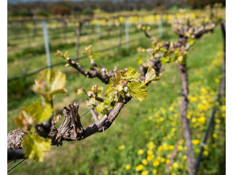 545 Glenellen Road, Glenellen NSW 2642