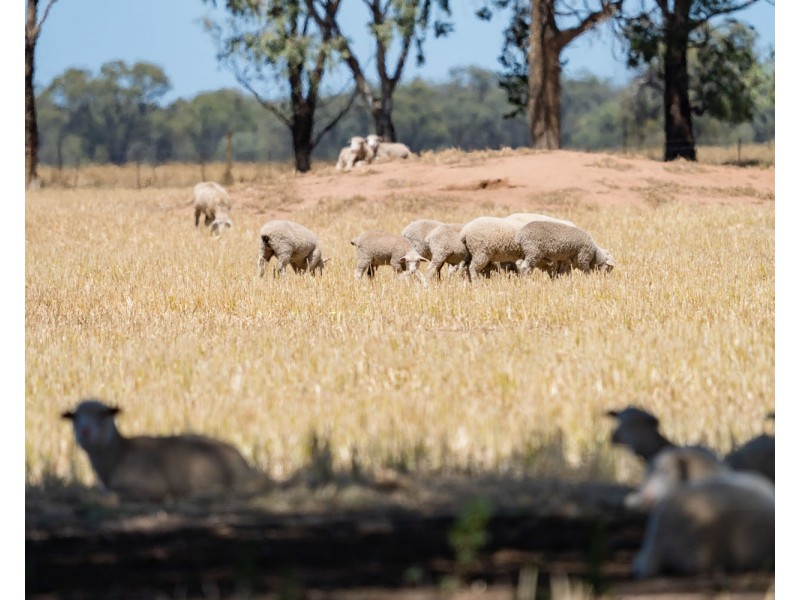 2370 TOCUMWAL ROAD, Tocumwal NSW 2714