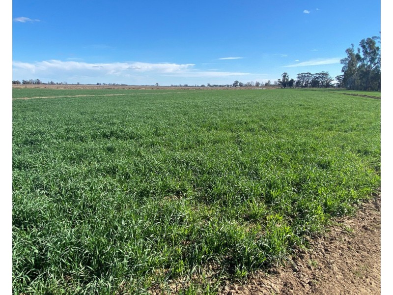 1751 KOONDROOK-MURRABIT ROAD, Murrabit VIC 3579