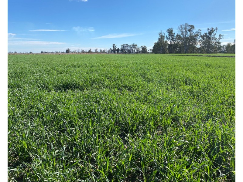 1751 KOONDROOK-MURRABIT ROAD, Murrabit VIC 3579