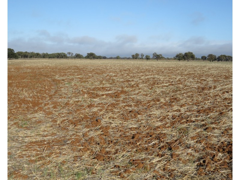 131 Birganbigil Road, Deniliquin NSW 2710