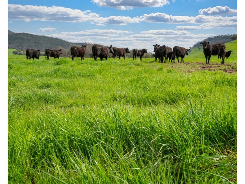 1985 Cudgewa Bluff Road, Walwa VIC 3709