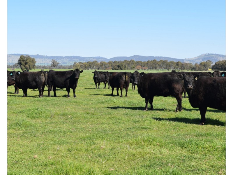 360 Methodist Road, Bungowannah NSW 2640