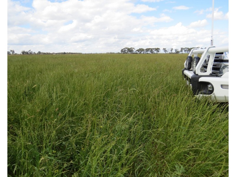 14 YALOKE ROAD, Deniliquin NSW 2710