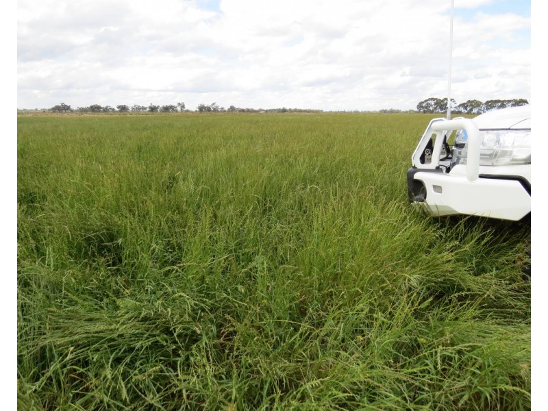 14 YALOKE ROAD, Deniliquin NSW 2710