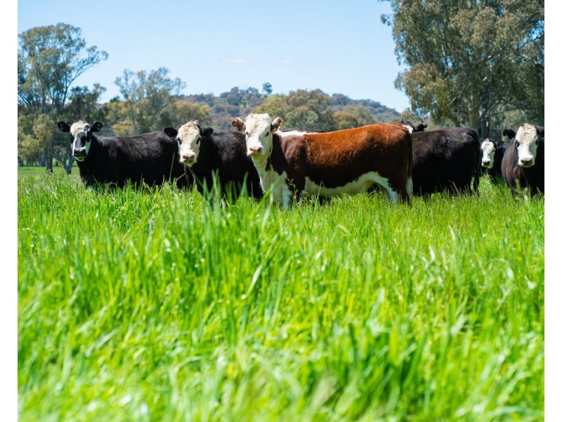 749 CARBOOR-EVERTON ROAD, Markwood VIC 3678