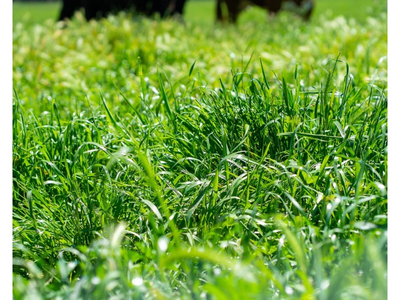 749 CARBOOR-EVERTON ROAD, Markwood VIC 3678