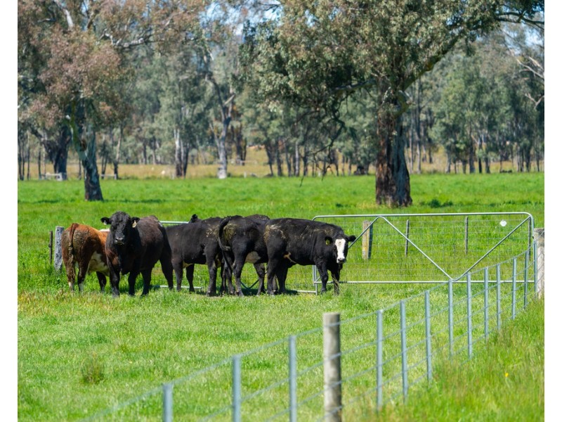 749 CARBOOR-EVERTON ROAD, Markwood VIC 3678