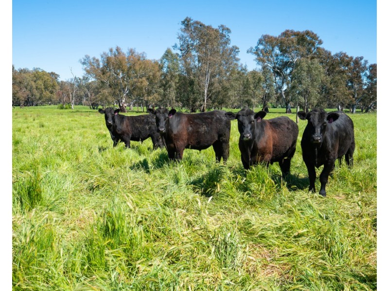 44 Kneebone Lane, Everton VIC 3678