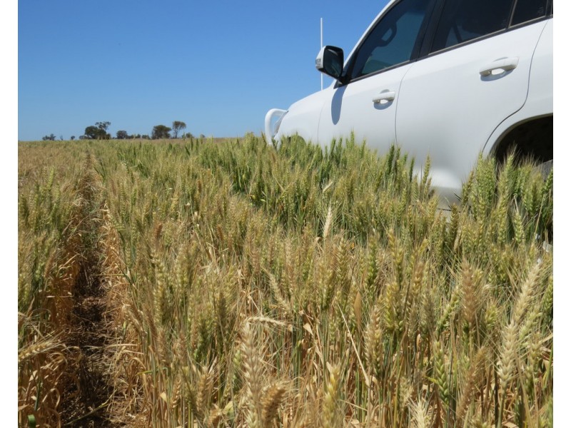 131 Plymouth Road, Bunnaloo NSW 2731