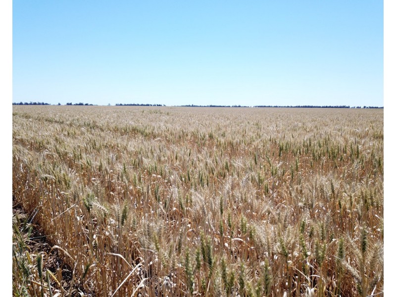 131 Plymouth Road, Bunnaloo NSW 2731