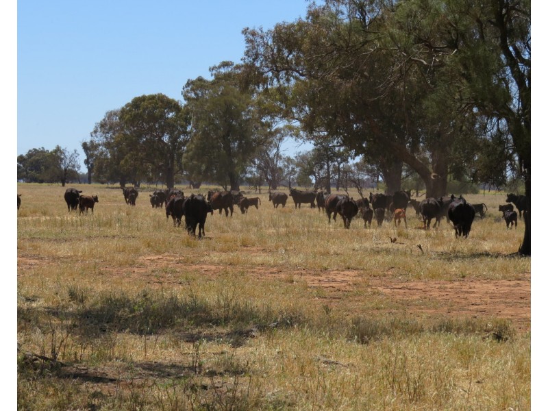 131 Plymouth Road, Bunnaloo NSW 2731