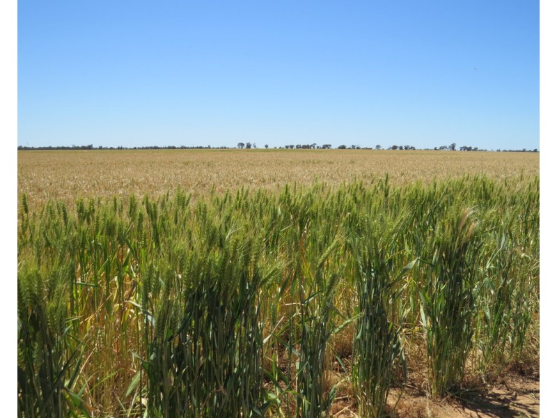 131 Plymouth Road, Bunnaloo NSW 2731