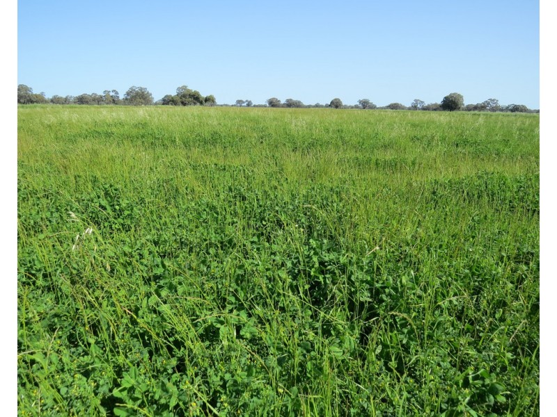 133 HATTWELL ROAD, Deniliquin NSW 2710