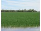 894 STUD PARK ROAD, Deniliquin NSW 2710