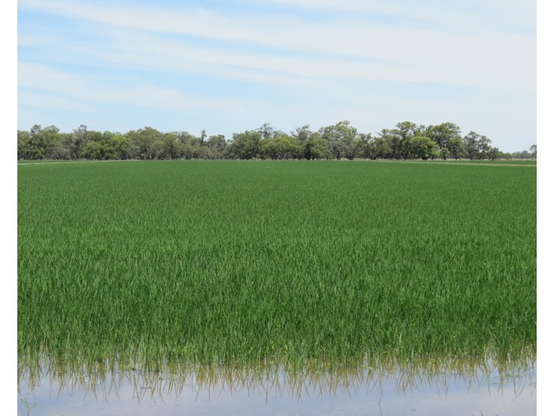 894 STUD PARK ROAD, Deniliquin NSW 2710