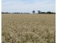 894 STUD PARK ROAD, Deniliquin NSW 2710