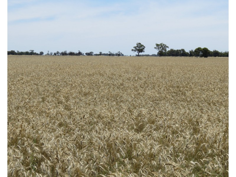 894 STUD PARK ROAD, Deniliquin NSW 2710